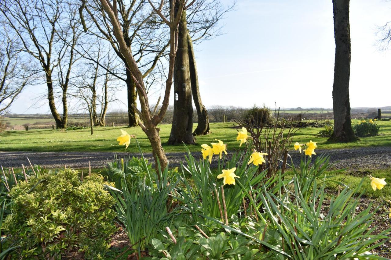 Crug Glas Country House Guest House Saint David’s Eksteriør bilde